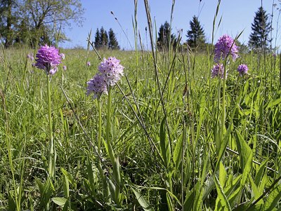 Exkursion zur Orchidee des Jahres 2019