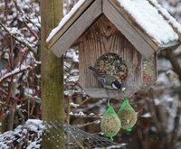 Winterfütterung von Vögeln mit bedacht