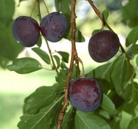 Haferpflaume in Streuobstwiese