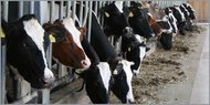 Situation der Milchviehhalter im Fokus Situation der Milchviehhalter im Fokus