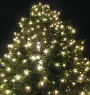 Tannenbäume für die Innenstadt gesucht Tannenbäume für die Innenstadt gesucht