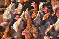 Aufstallpflicht gilt für die gesamten Kreisr Gütersloh und  Paderborn