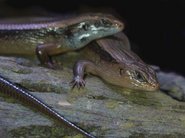 Studie: Bedrohung seltener Echsen Studie: Bedrohung seltener Echsen