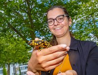 Feuersalamander: Larven leben in Bächen 