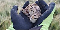 Wildtierrettung: mit Drohnen und Kameras