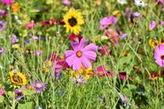 Aktionsbündnis Ländlicher Raum für Stärkung der Biodiversität in NRW