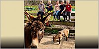 Projekt: Das lernt man auf dem Bauernhof