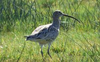 Der Brachvogel