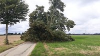 Naturdenkmal fällt Sturmtief Kirsten zum Opfer