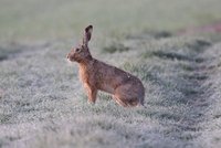 Hasenpest: Kontakt mit Wildtieren meiden