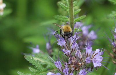 Bienen für die Landwirtschaft unverzichtbar