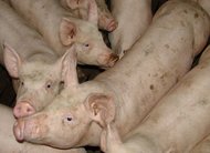 Die Schweine und das teure Gas