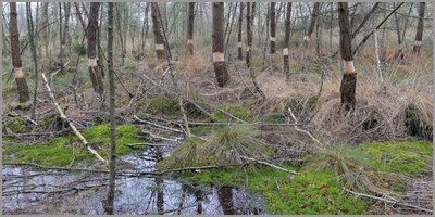 Birken-Moorwald wird geschützt Birken-Moorwald wird geschützt