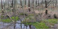 Birken-Moorwald wird geschützt Birken-Moorwald wird geschützt