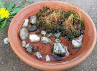 Tipps für eine Insektentränke