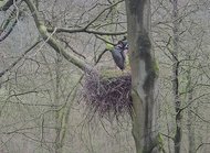 Storchenpaar im Merschetal zurück