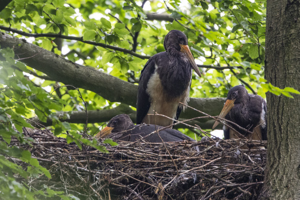 Drei Storchenkinder sind flügge geworden