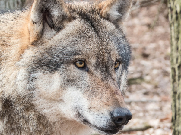 Die Zahl der bei Wolfsangriffen getöteten und verletzten Weidetiere nimmt deutlich zu