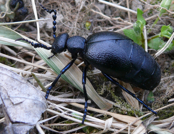 Gesucht wird das Insekt des Jahres 2020 - der Schwarzblaue Ölkäfer