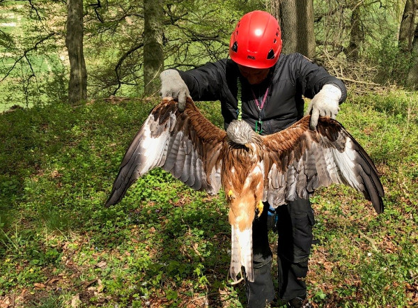 Brütendes Rotmilan-Weibchen getötet