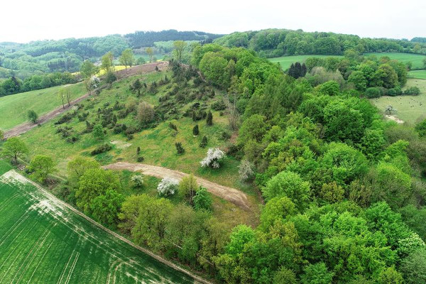 Wald weicht für einzigartige Pflanzen- und Tierwelt