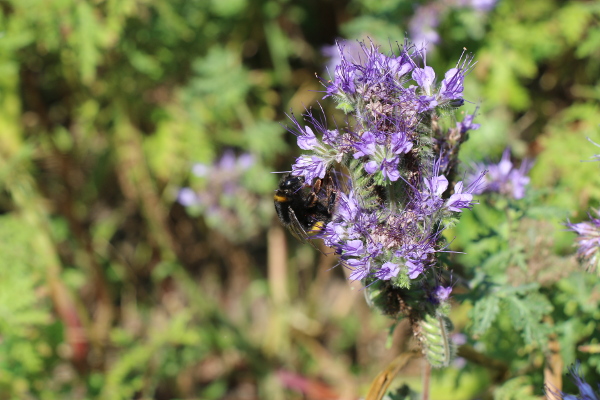 Insektenschutz ein zentrales Anliegen des Berufsstandes