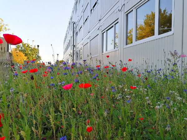 Farbtupfer rund um die Containerbüros