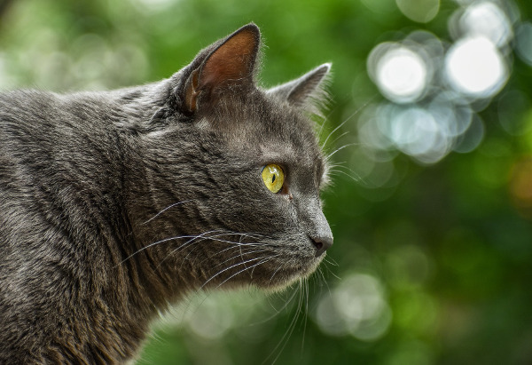 Kastrationspflicht von Katzen im Freien