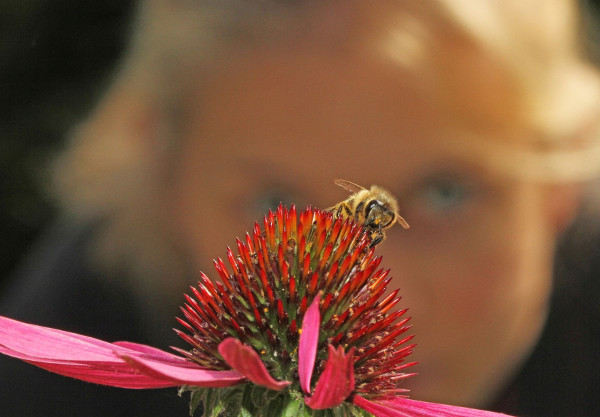 Onlinekurse zu Nistkästen und Wildbienen