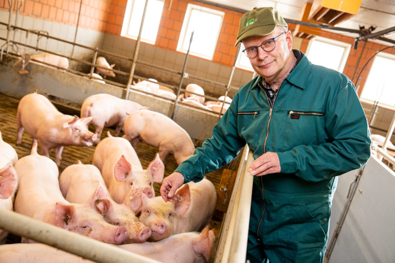 Schweinehaltung: Kritik an Gesetzentwürfen