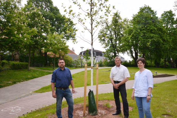 Neue Platanen am Paderwall gepflanzt