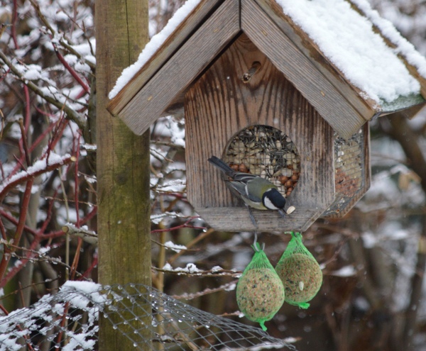 Winterfütterung von Vögeln mit bedacht