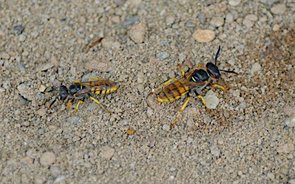Bienenwölfe in der Lemgoer Innenstadt