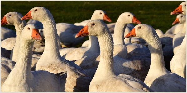 Geflügelpest: Verdachtsfall in Delbrück-Boke