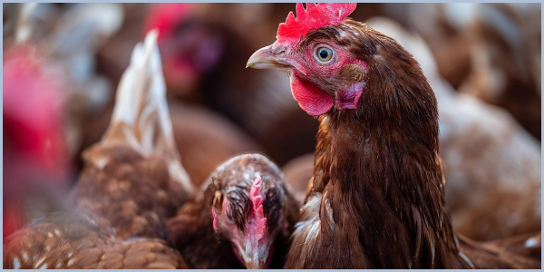 Verdacht auf Geflügelpest in Westenholz bestätigt Verdacht auf Geflügelpest in Westenholz bestätigt