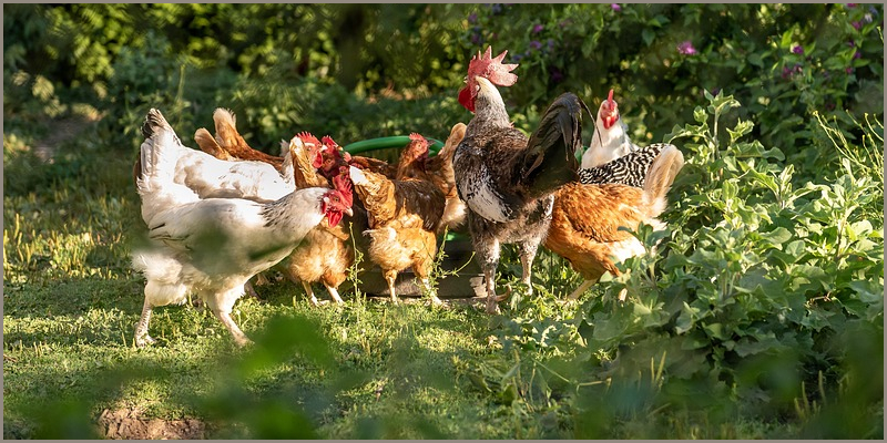 Aufstallpflicht für Geflügel gilt weiterhin Aufstallpflicht für Geflügel gilt weiterhin