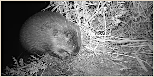 Bauherr mit Biss: der Biber in Lippe